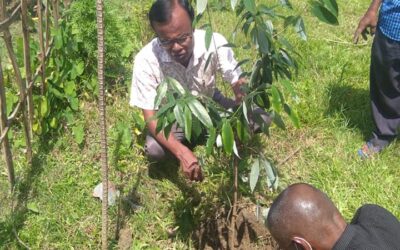 Tree Plantation Program
